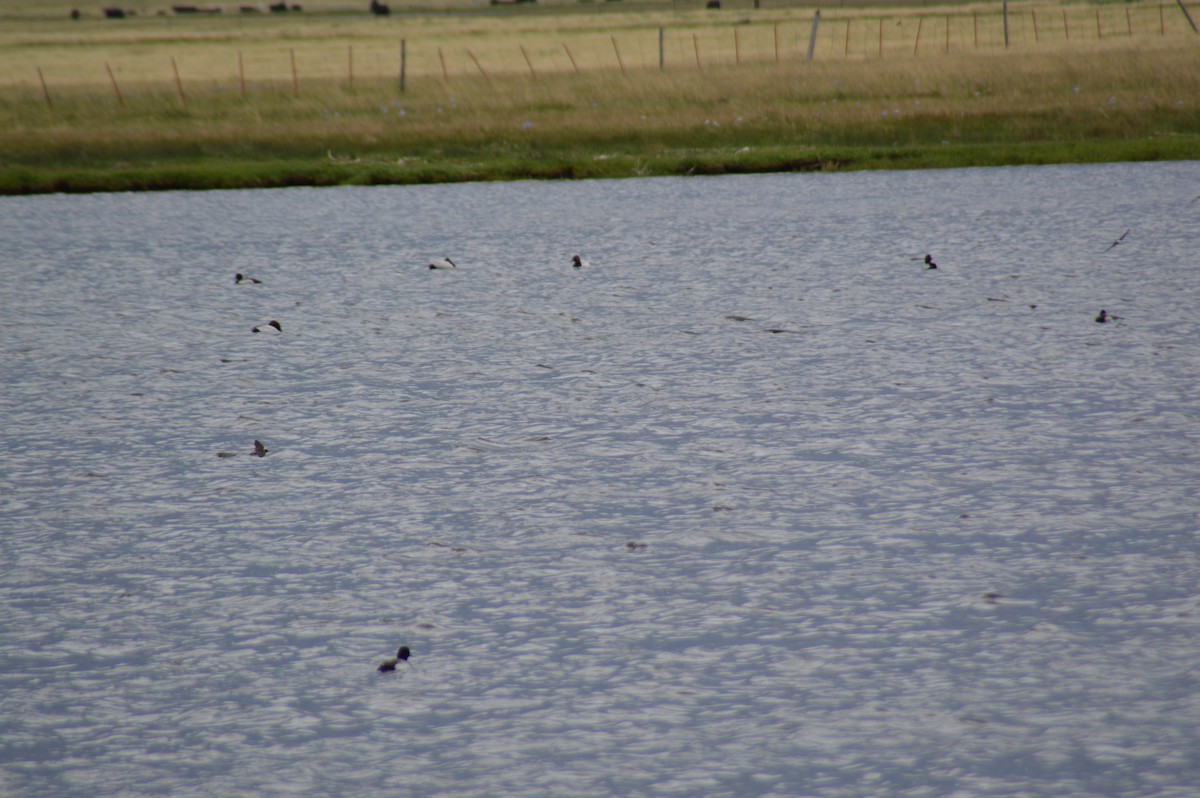 Greater/Lesser Scaup - ML620276459