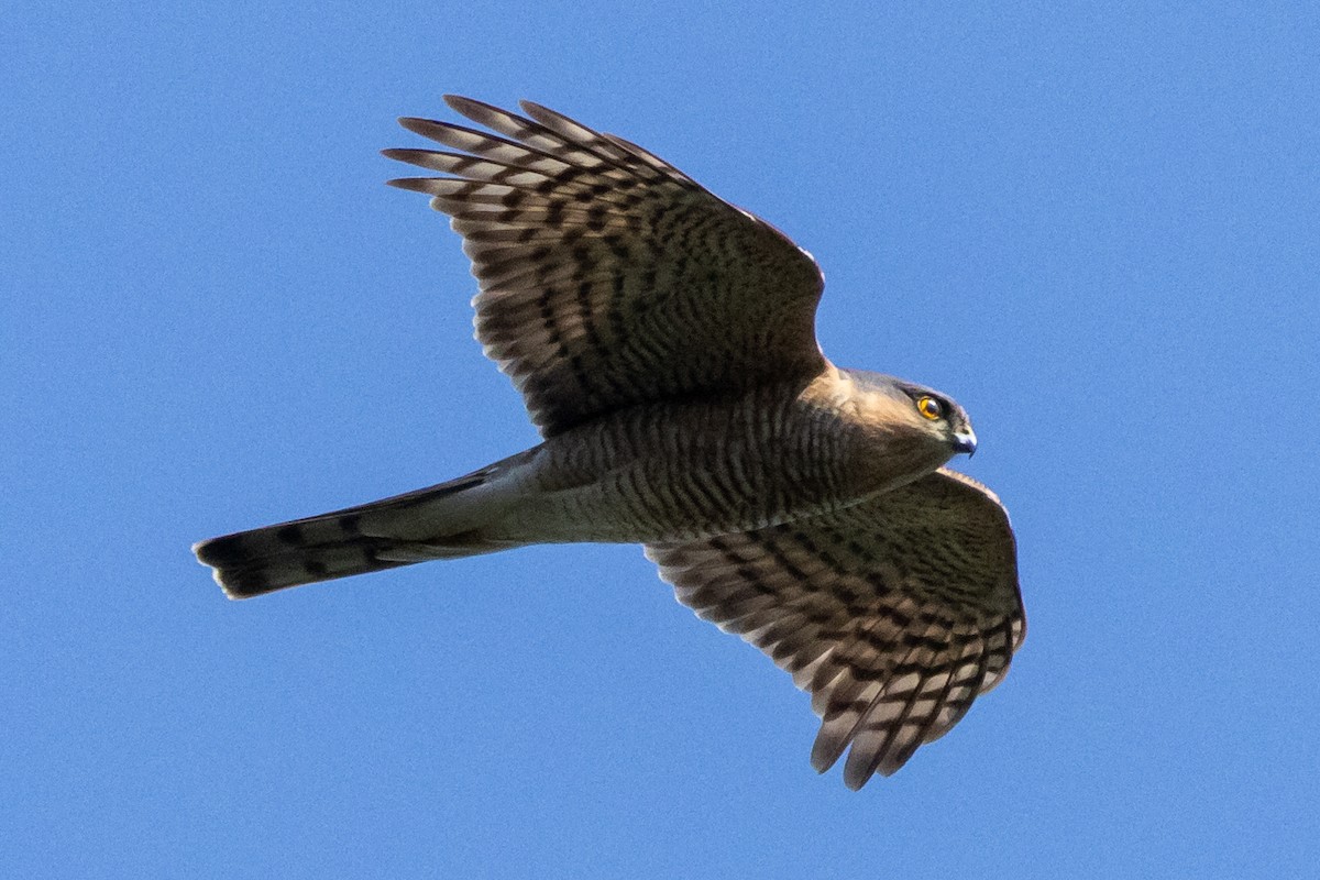 Eurasian Sparrowhawk - ML620276460