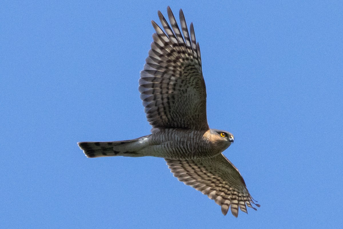 Eurasian Sparrowhawk - ML620276461