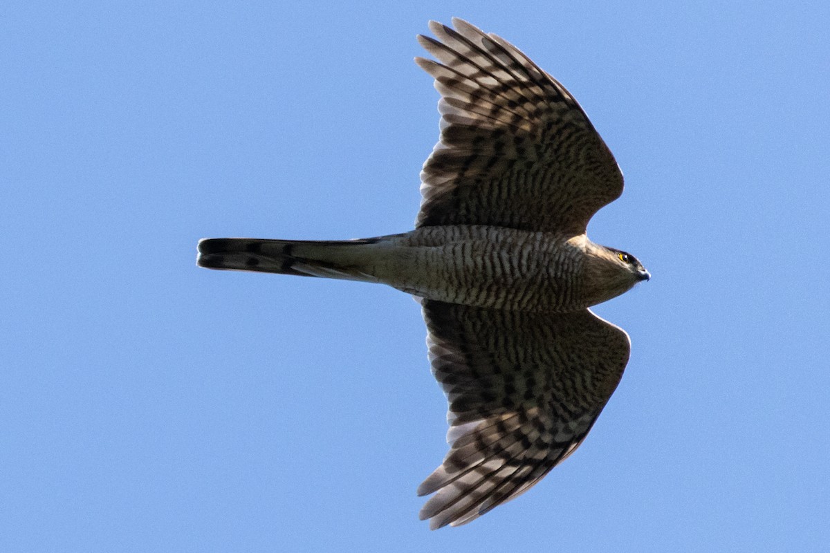 Eurasian Sparrowhawk - ML620276462