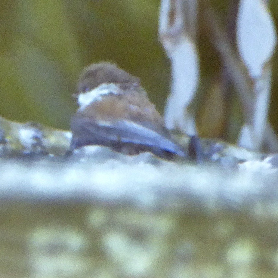 Chestnut-backed Chickadee - ML620276464