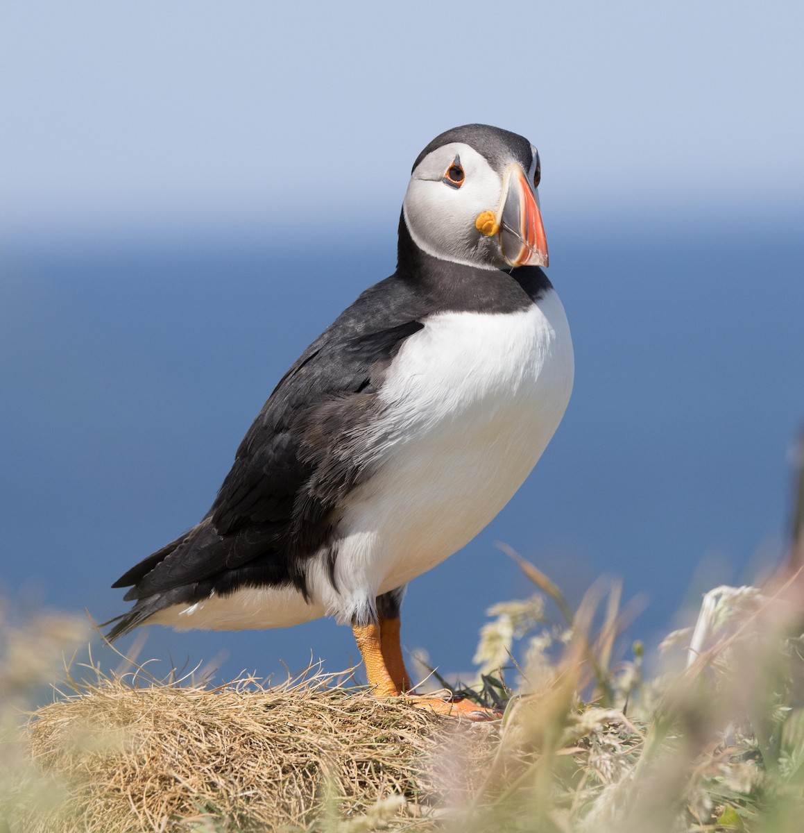 Atlantic Puffin - ML620276477