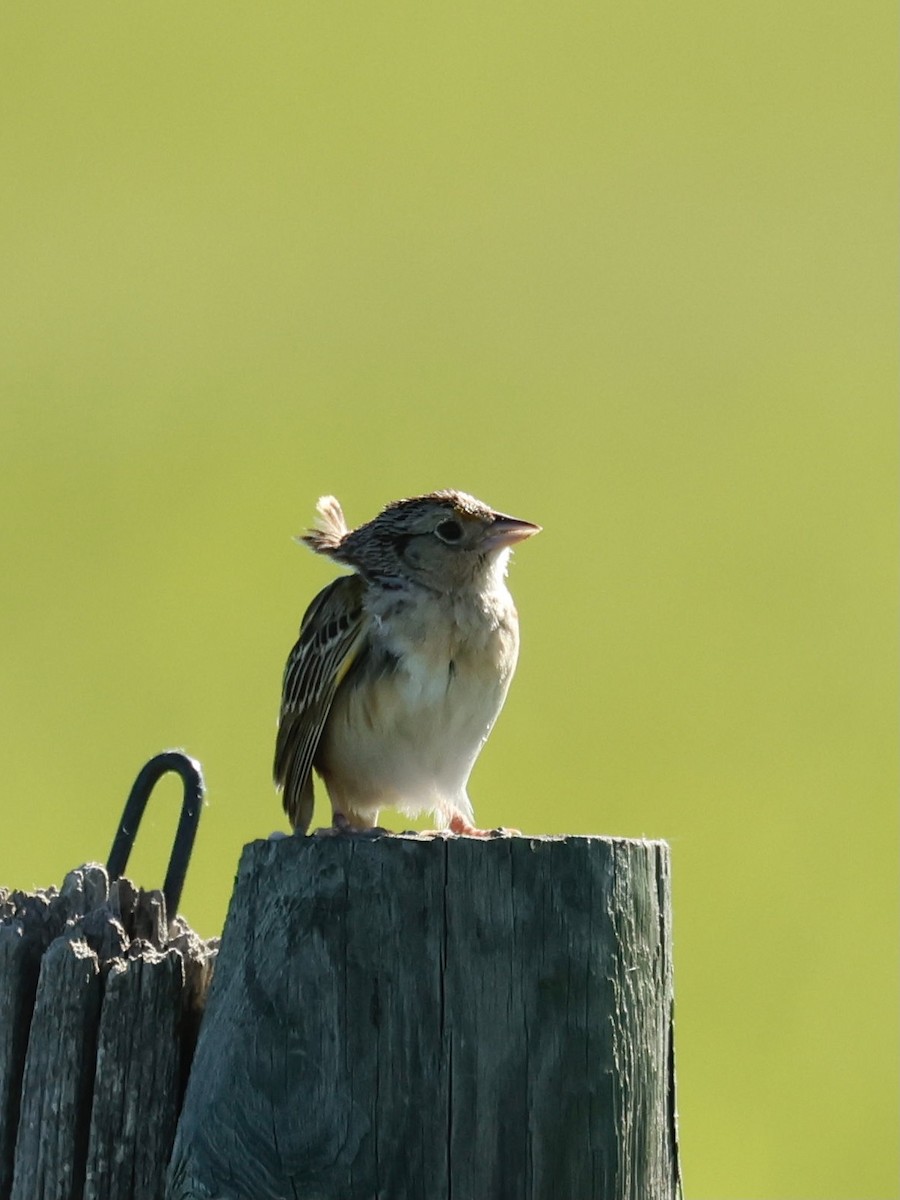 Grasshopper Sparrow - ML620276478
