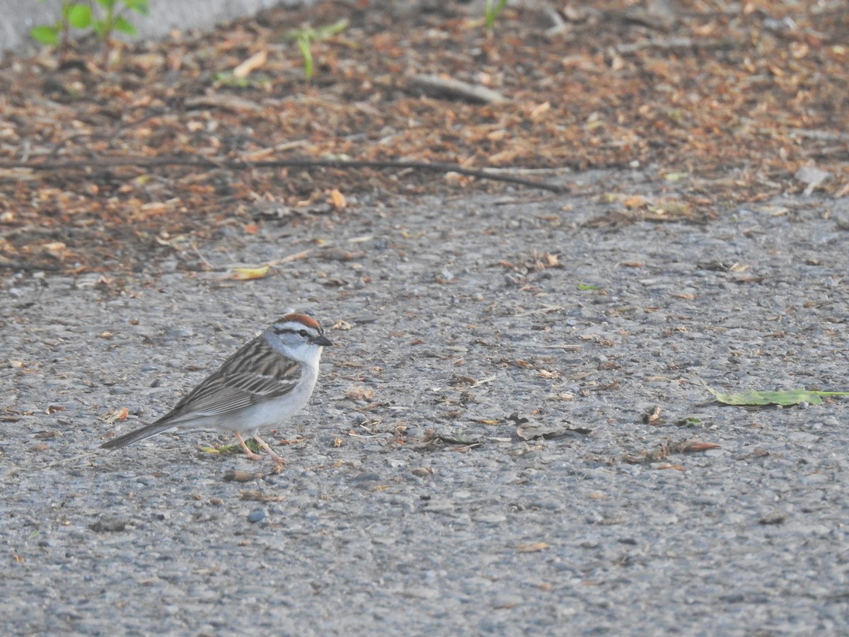 Chipping Sparrow - ML620276484