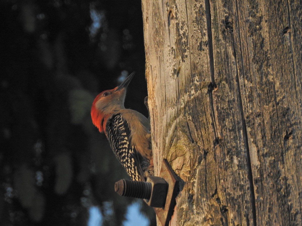 Red-bellied Woodpecker - Zain Sirohey