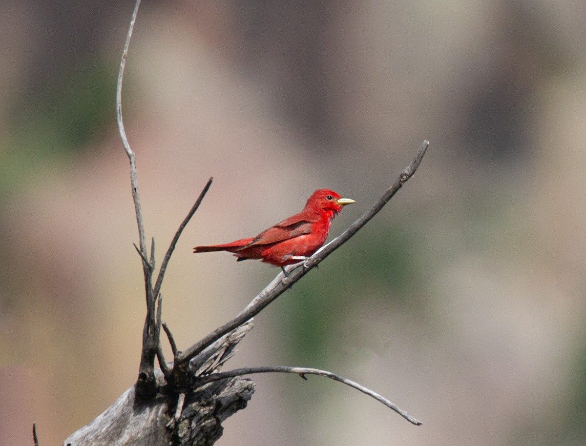 Summer Tanager - ML620276494