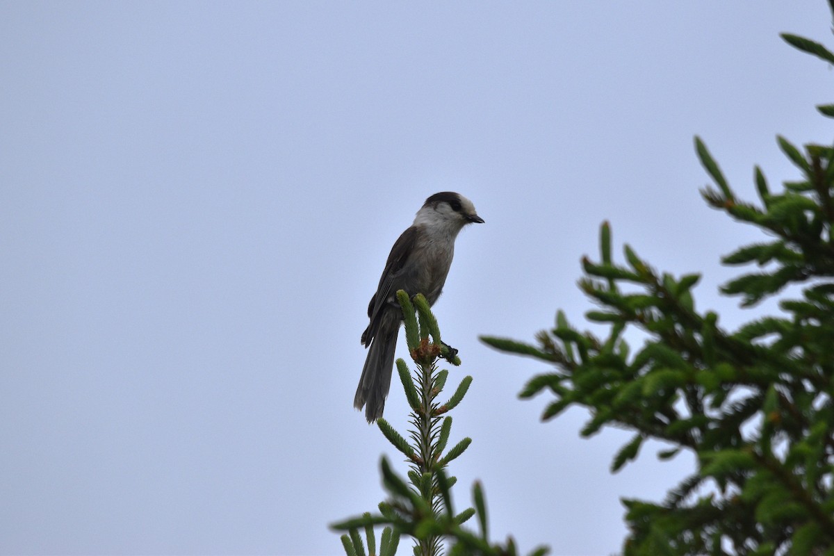 Canada Jay - ML620276501