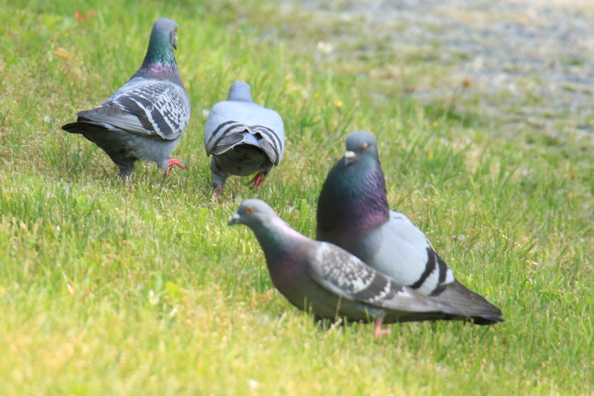 Rock Pigeon (Feral Pigeon) - ML620276502