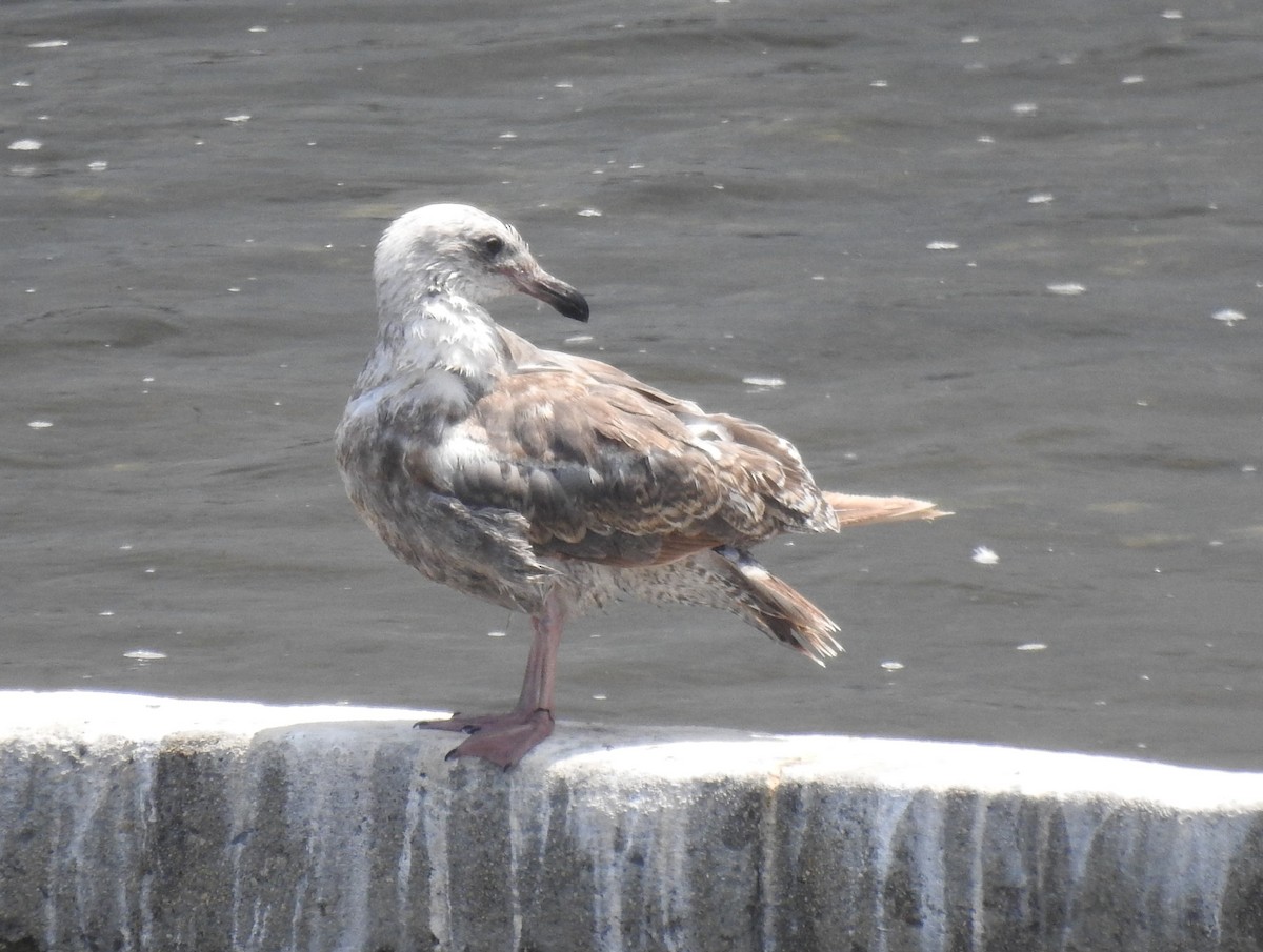 Western Gull - ML620276510