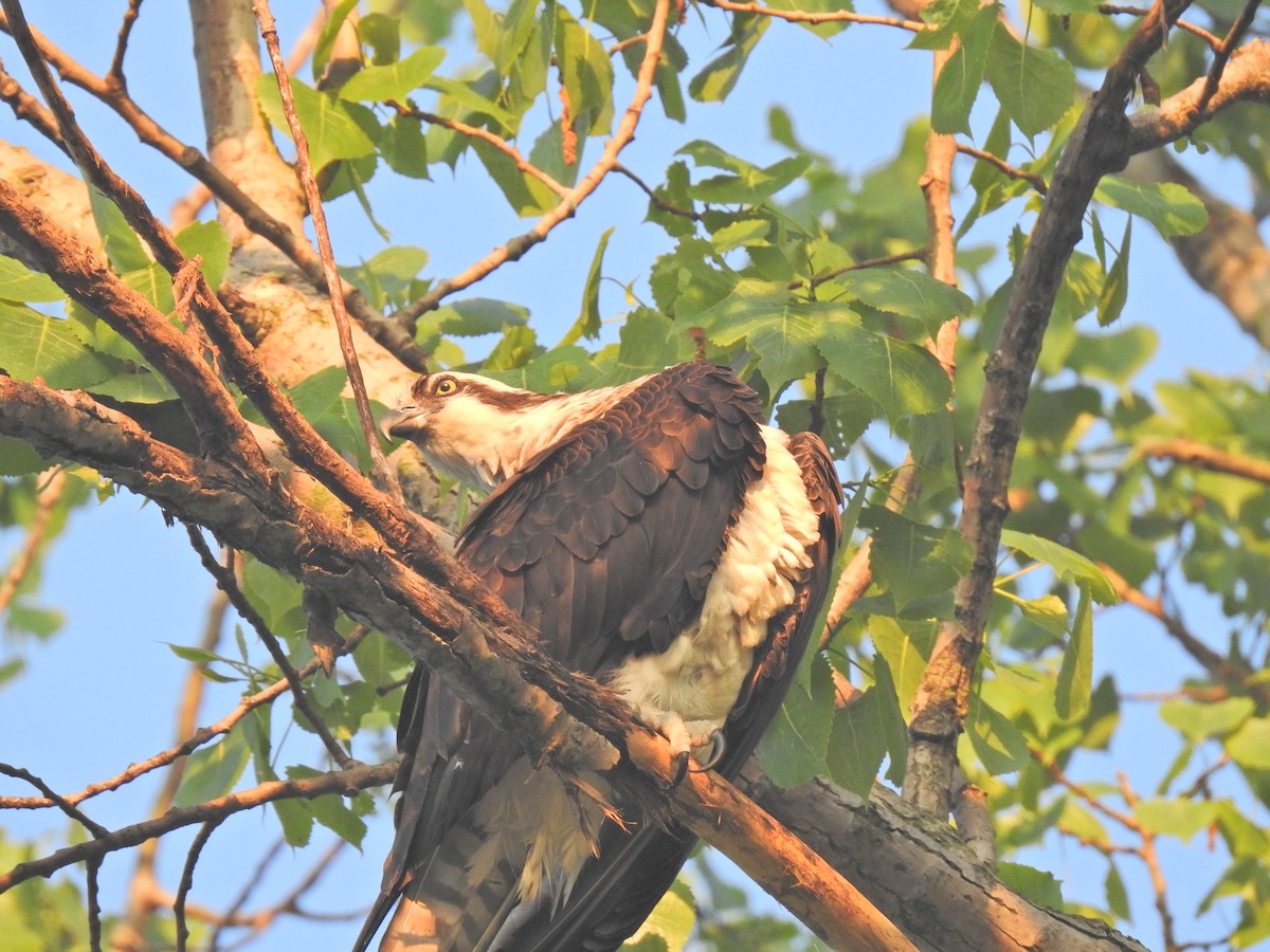 Águila Pescadora - ML620276517