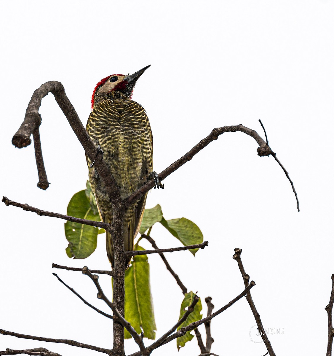 Golden-olive Woodpecker - ML620276518