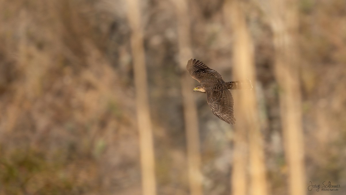 Sharp-shinned Hawk - ML620276524