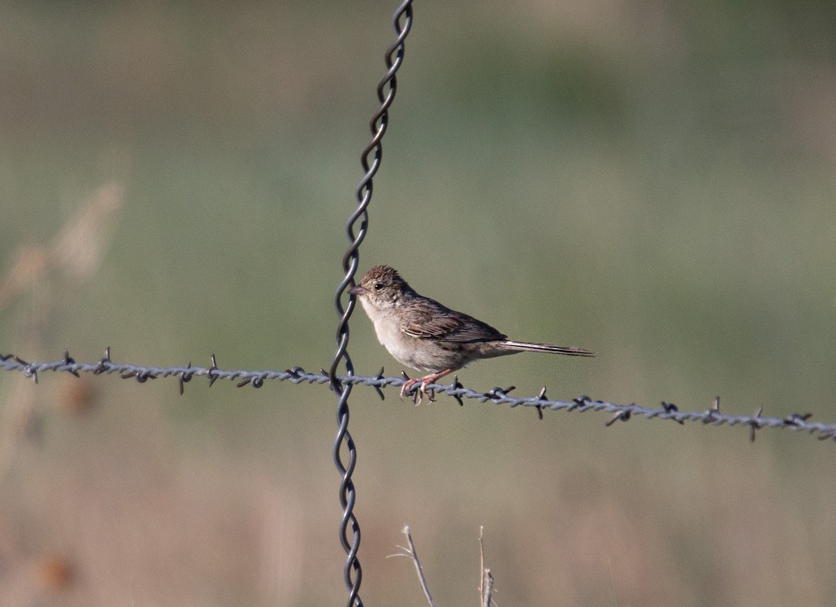 Cassin's Sparrow - ML620276525