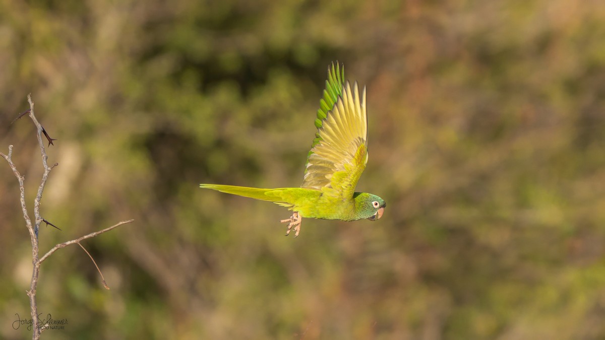 Aratinga Cabeciazul - ML620276532