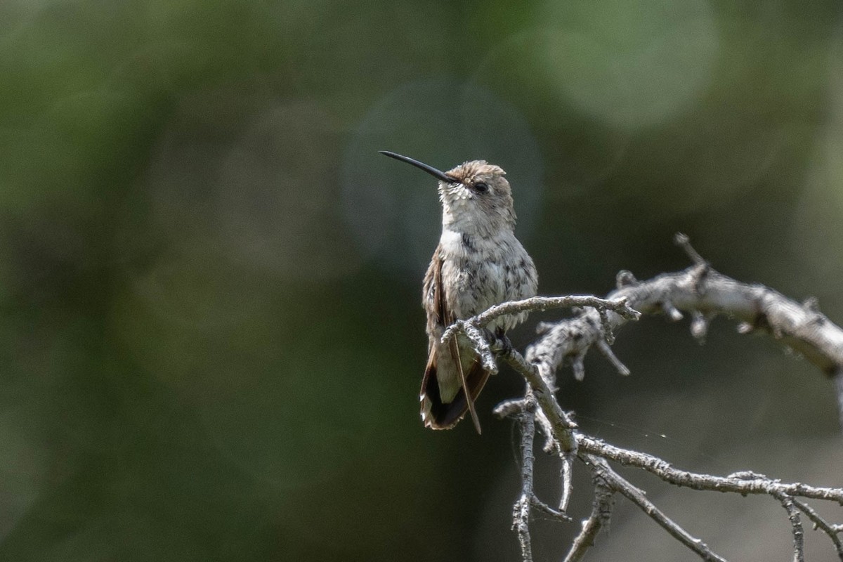 Black-chinned Hummingbird - ML620276536