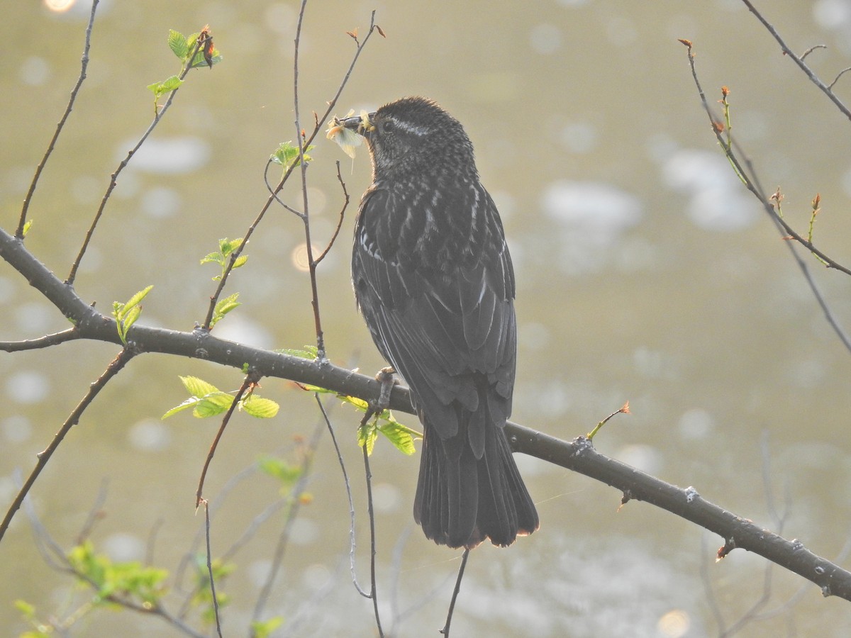 Red-winged Blackbird - ML620276537