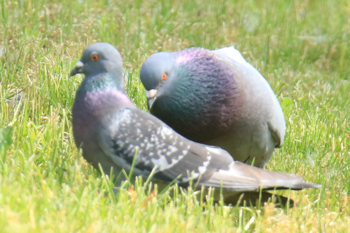 Rock Pigeon (Feral Pigeon) - ML620276538