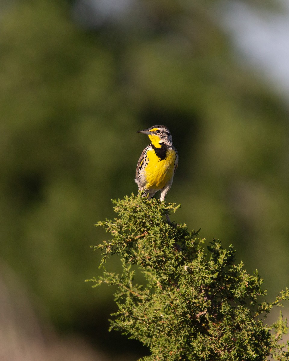 Western Meadowlark - ML620276542