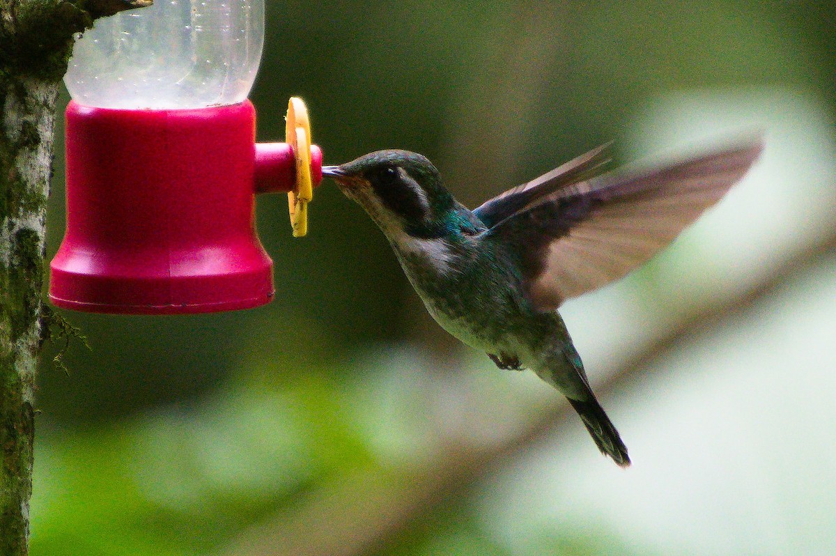 kolibřík klínozobý - ML620276547