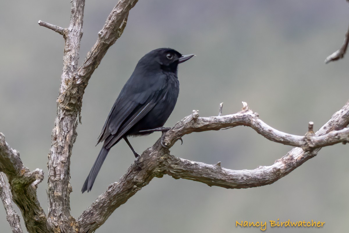 Black Flowerpiercer - ML620276549