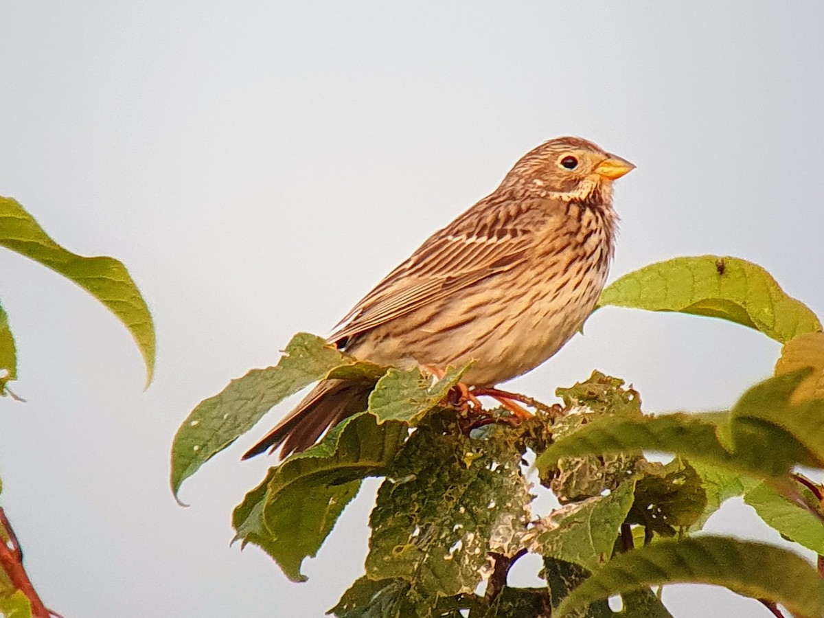 Corn Bunting - ML620276557