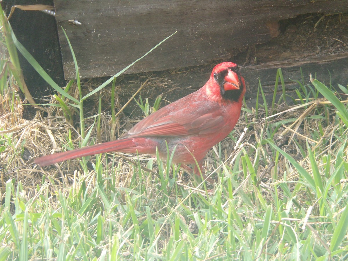 Cardinal rouge - ML620276564