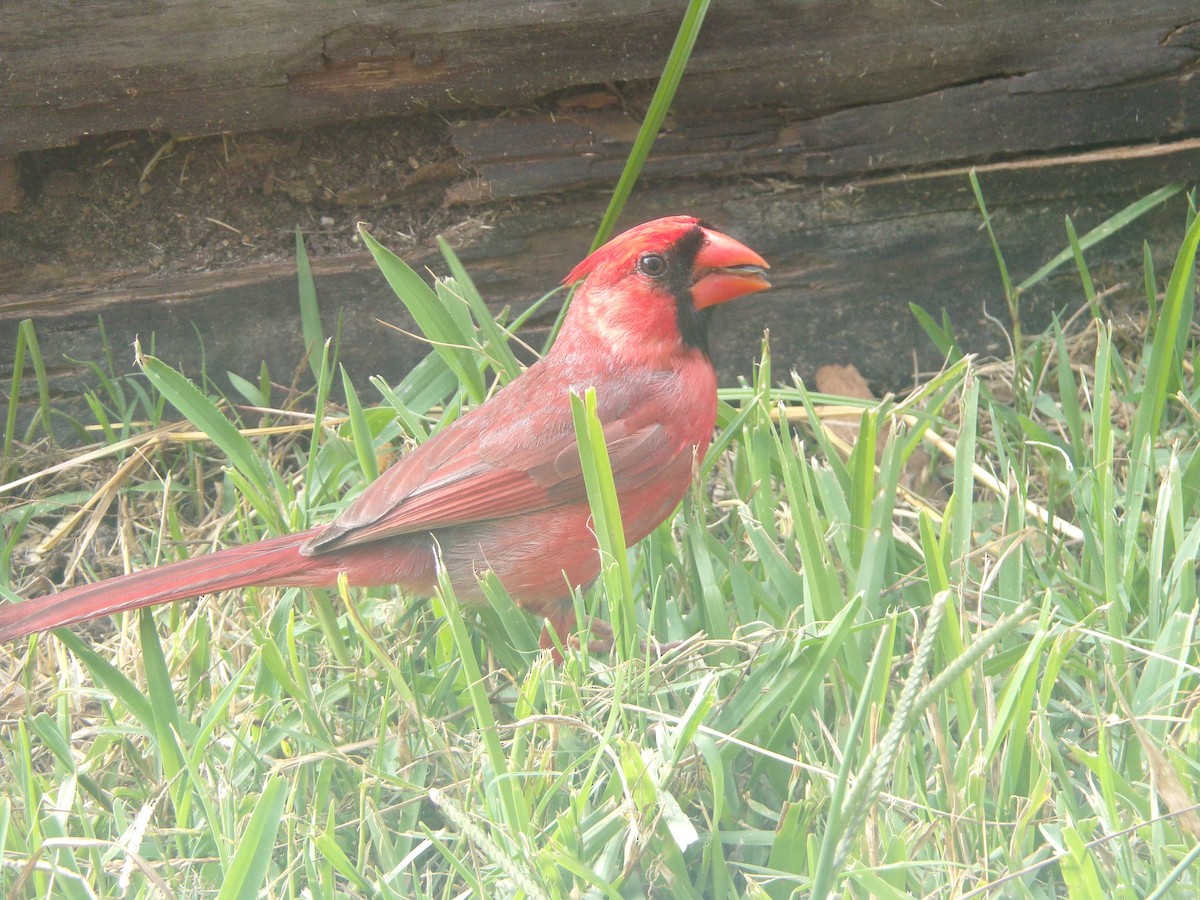 Cardinal rouge - ML620276566