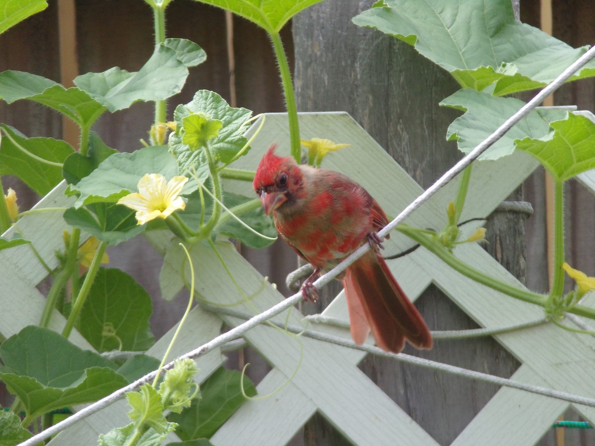 Cardinal rouge - ML620276568