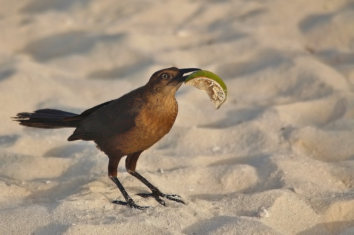 Great-tailed Grackle - ML620276569