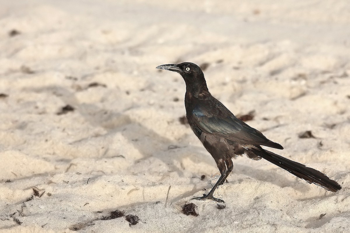 Great-tailed Grackle - ML620276570