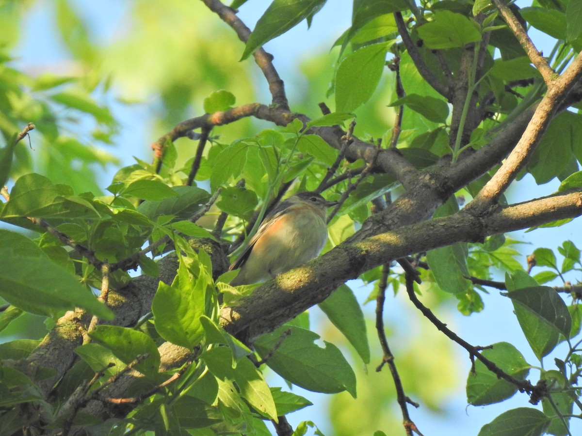 Bay-breasted Warbler - Zain Sirohey
