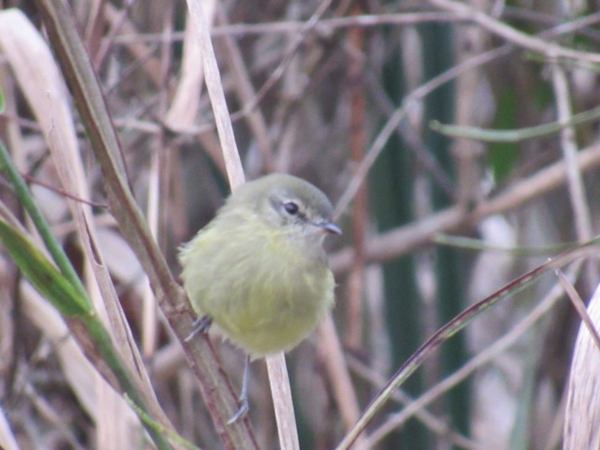 Mottle-cheeked Tyrannulet - ML620276573