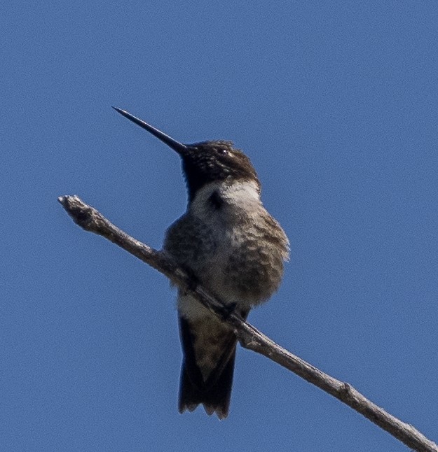 Black-chinned Hummingbird - ML620276583