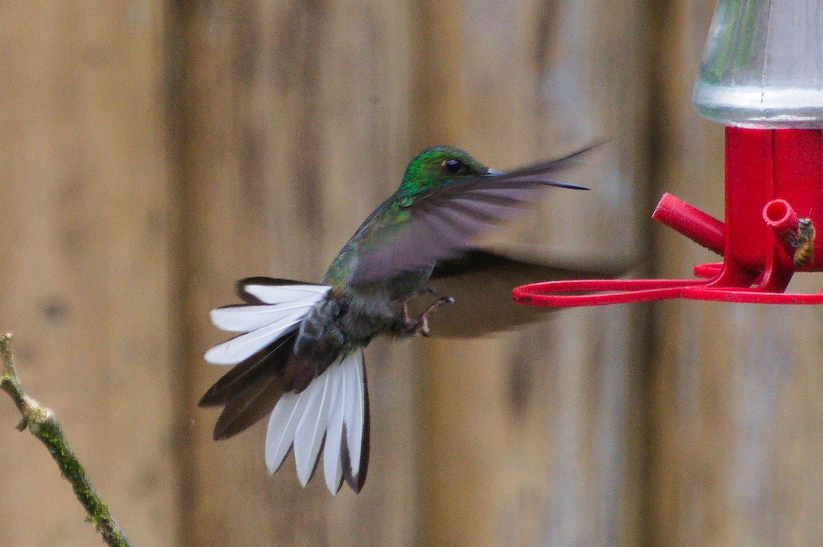 kolibřík zelenohřbetý - ML620276590