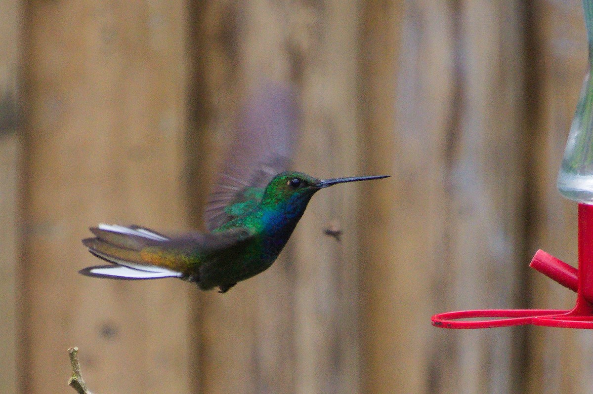 kolibřík zelenohřbetý - ML620276591