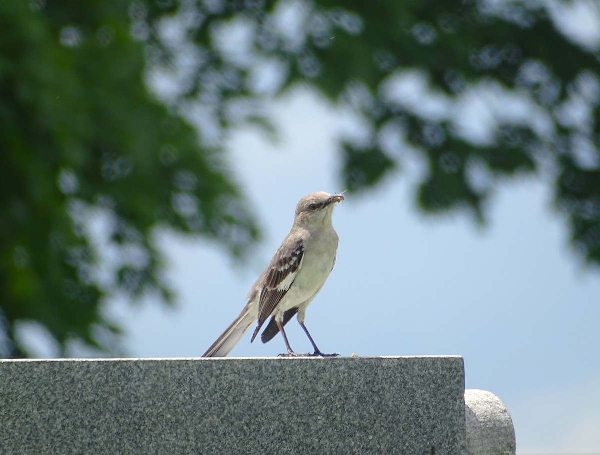 Northern Mockingbird - ML620276595