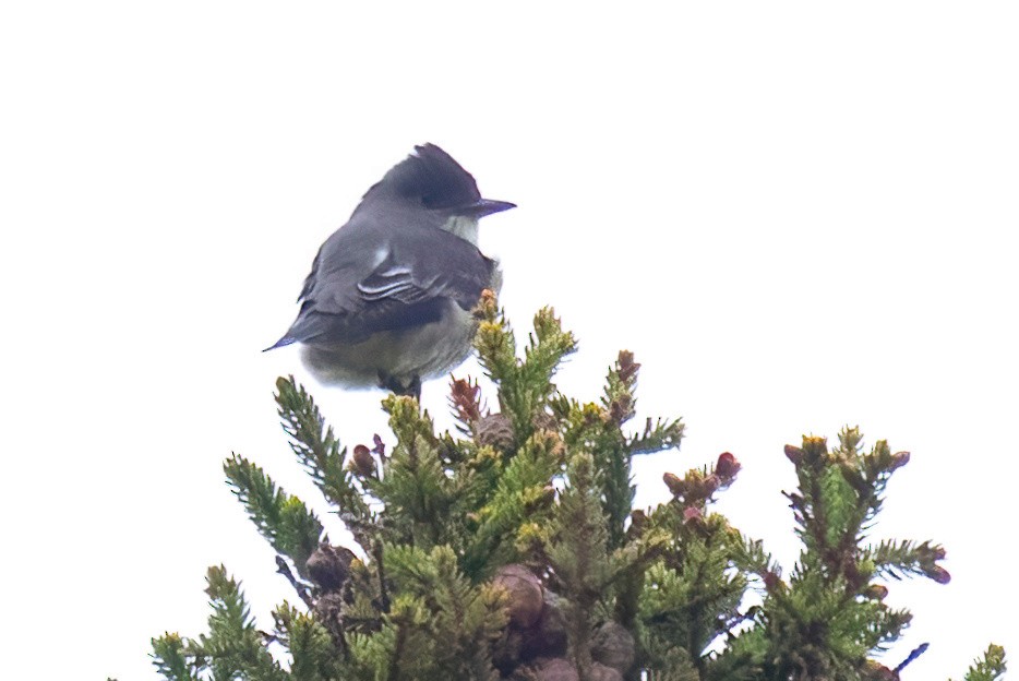 Olive-sided Flycatcher - ML620276597