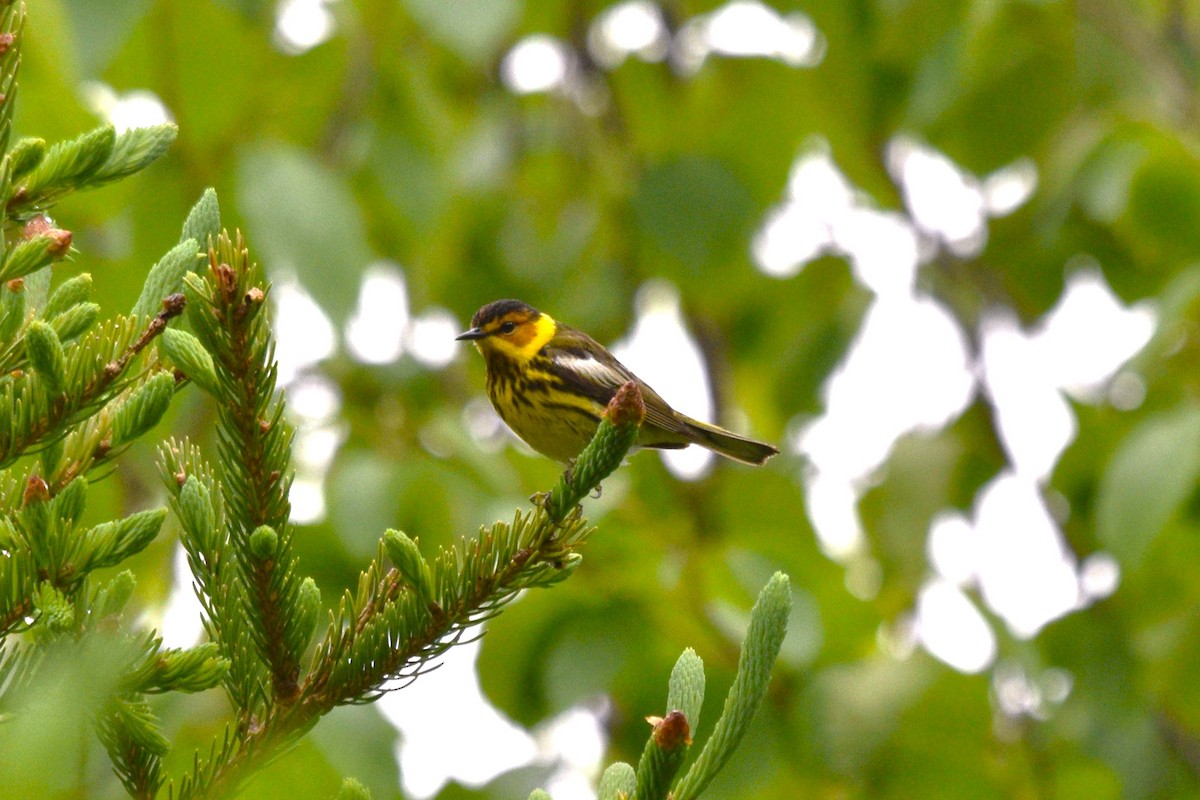 Cape May Warbler - ML620276598