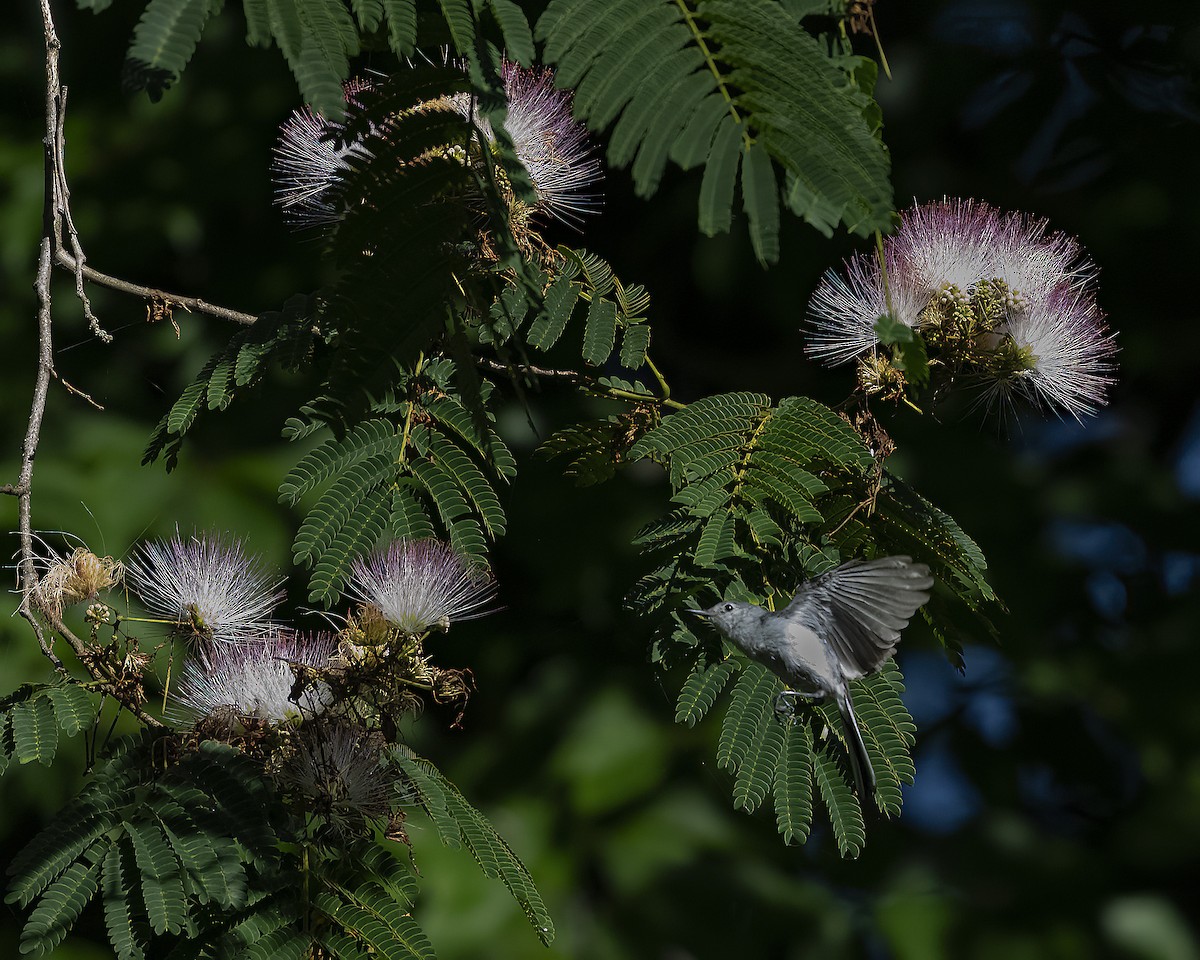 Blue-gray Gnatcatcher - ML620276602