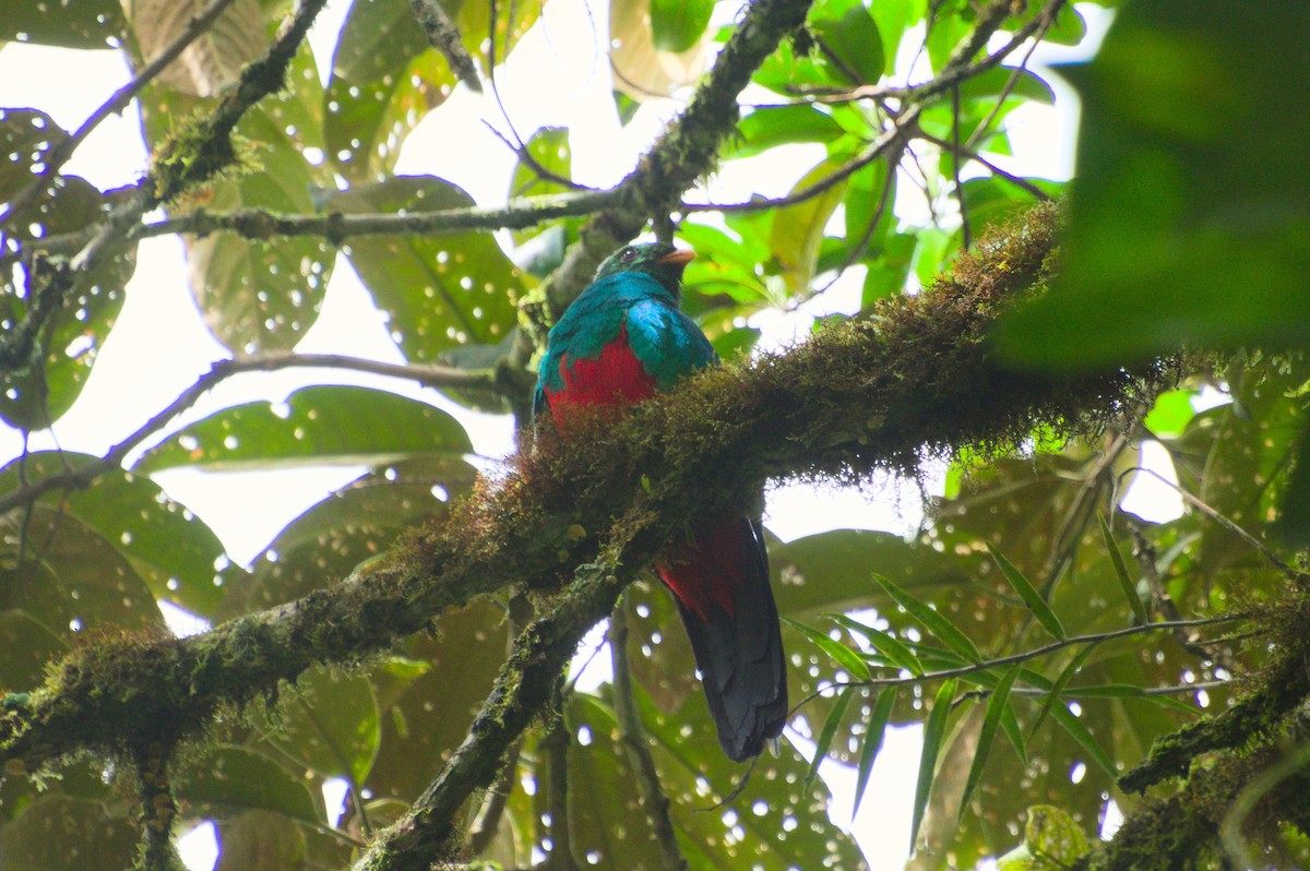 Golden-headed Quetzal - ML620276603