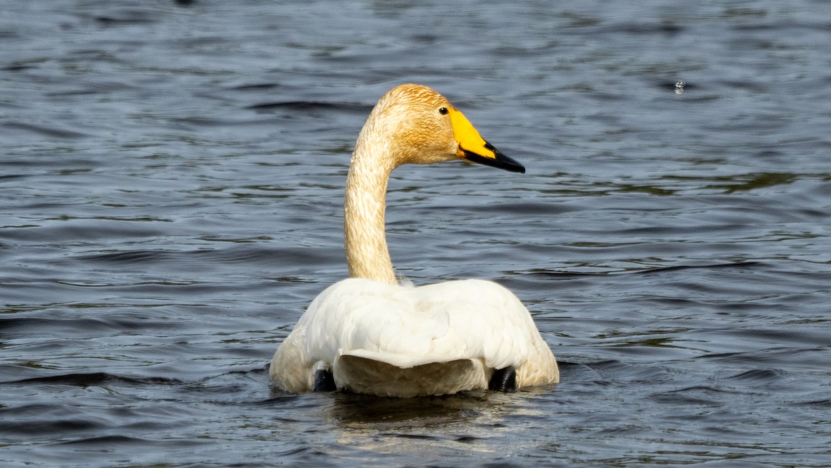 Whooper Swan - ML620276604