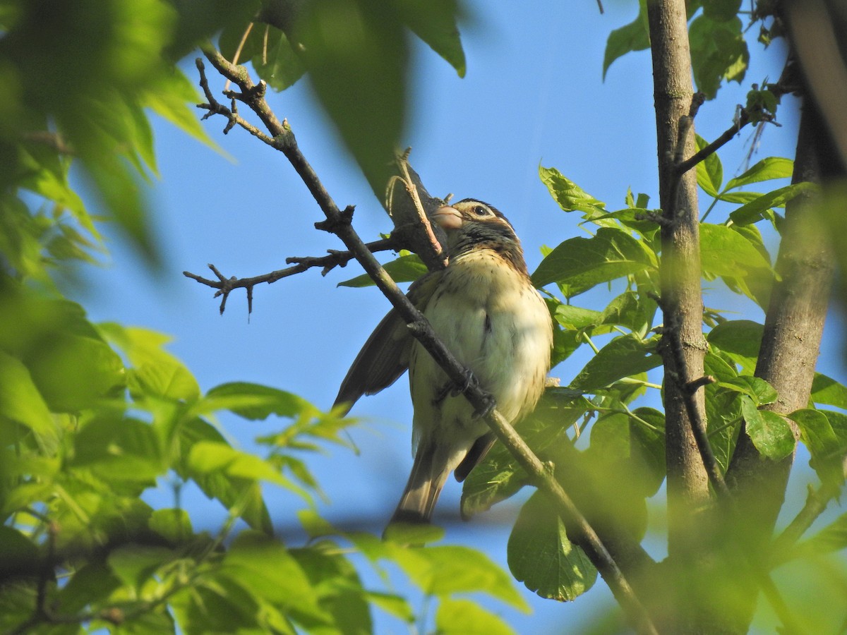 Rose-breasted Grosbeak - ML620276605