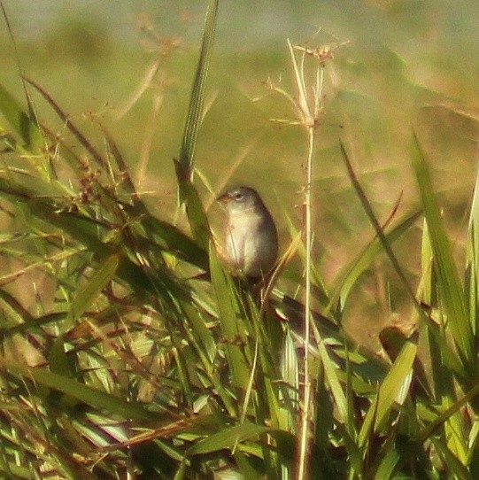 Wedge-tailed Grass-Finch - ML620276610