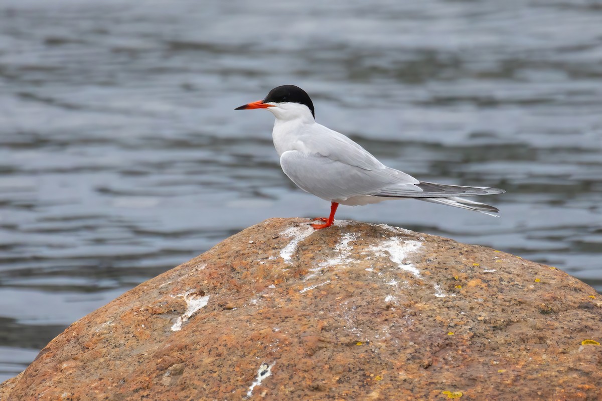 Common Tern - ML620276611