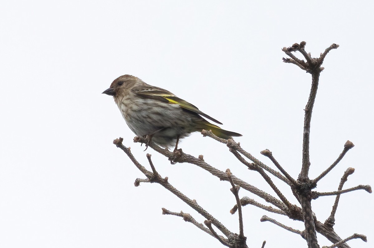 Pine Siskin - ML620276613