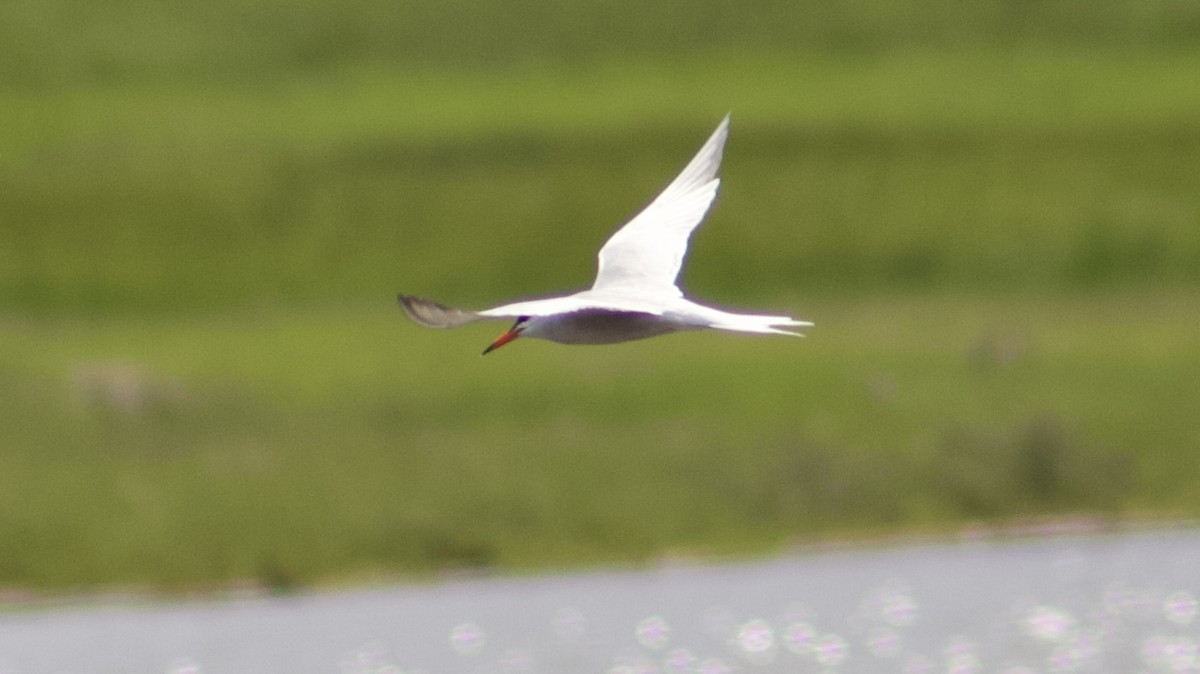 Common Tern - ML620276617