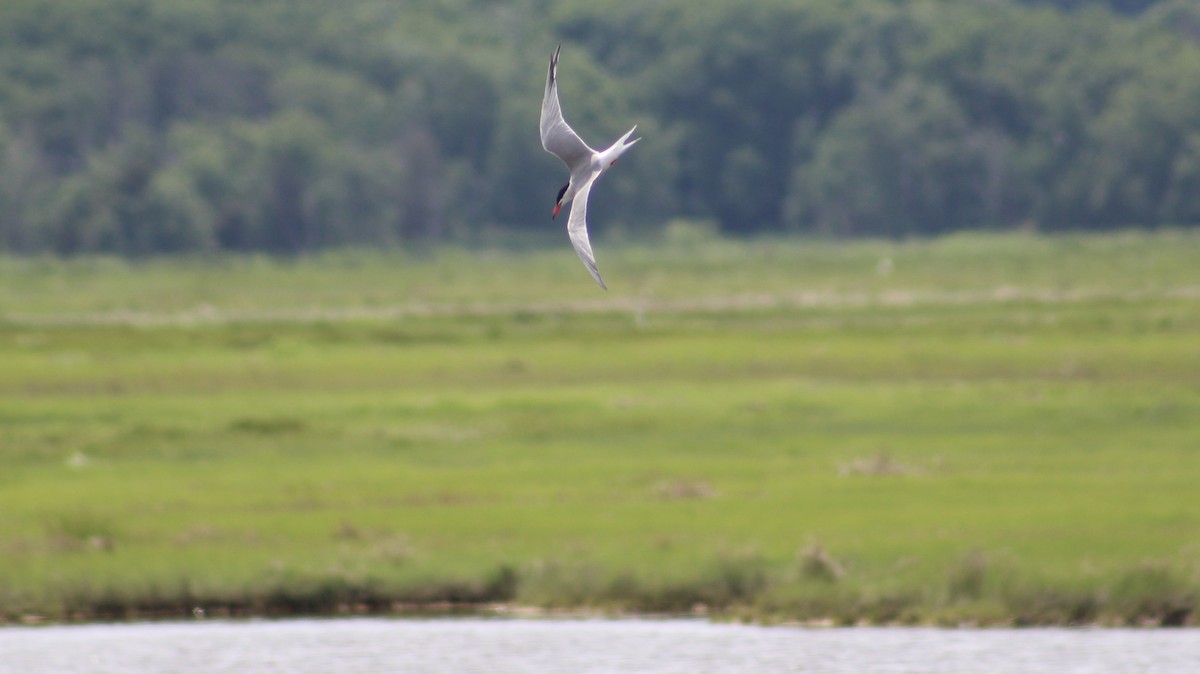 Common Tern - ML620276618