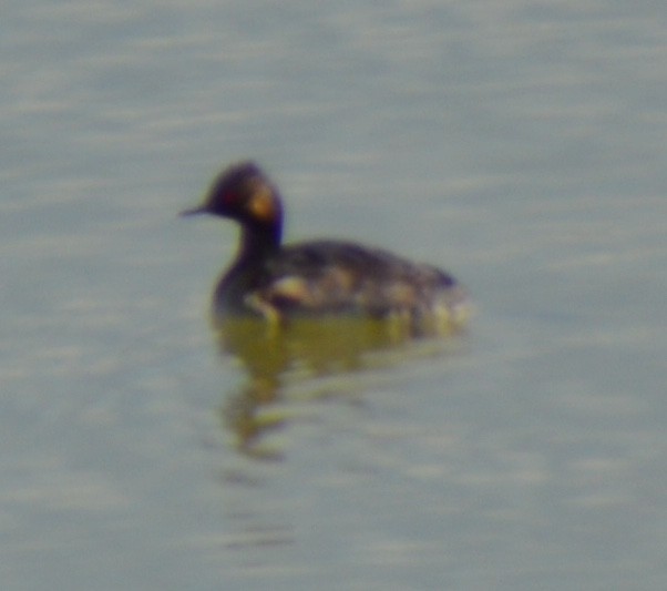 Eared Grebe - ML620276625