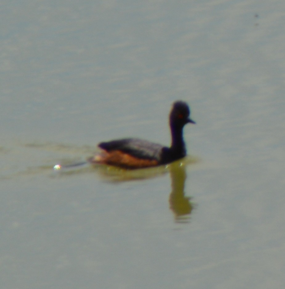 Eared Grebe - ML620276627