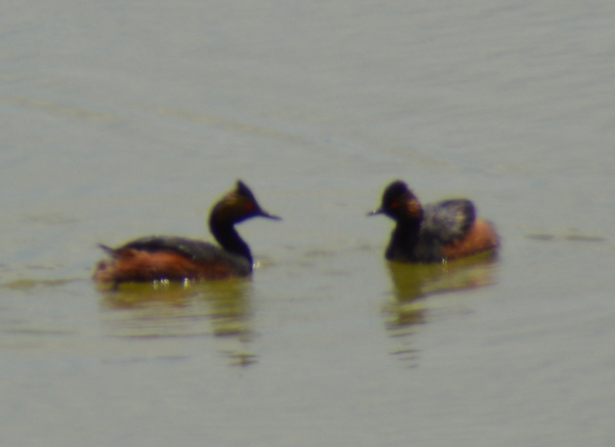 Eared Grebe - Cynthia Inklebarger